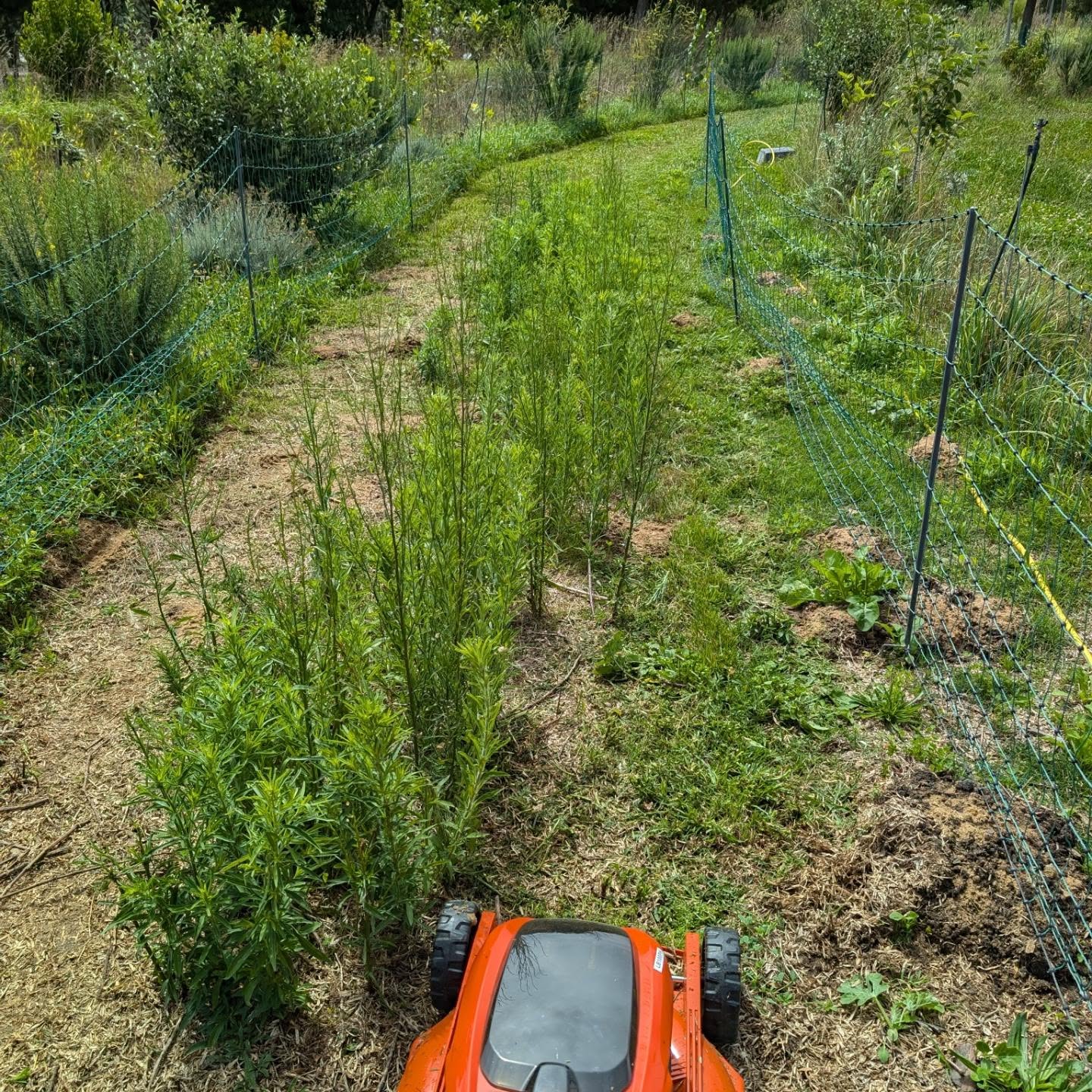 Mowing the pasture strips recently vacated by the ducks and geese.