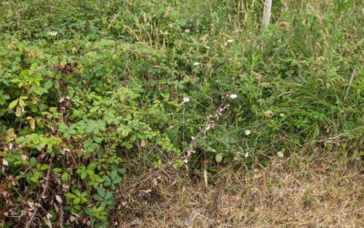 Buffer zone cleaning: finished the east side and continuing along the south.