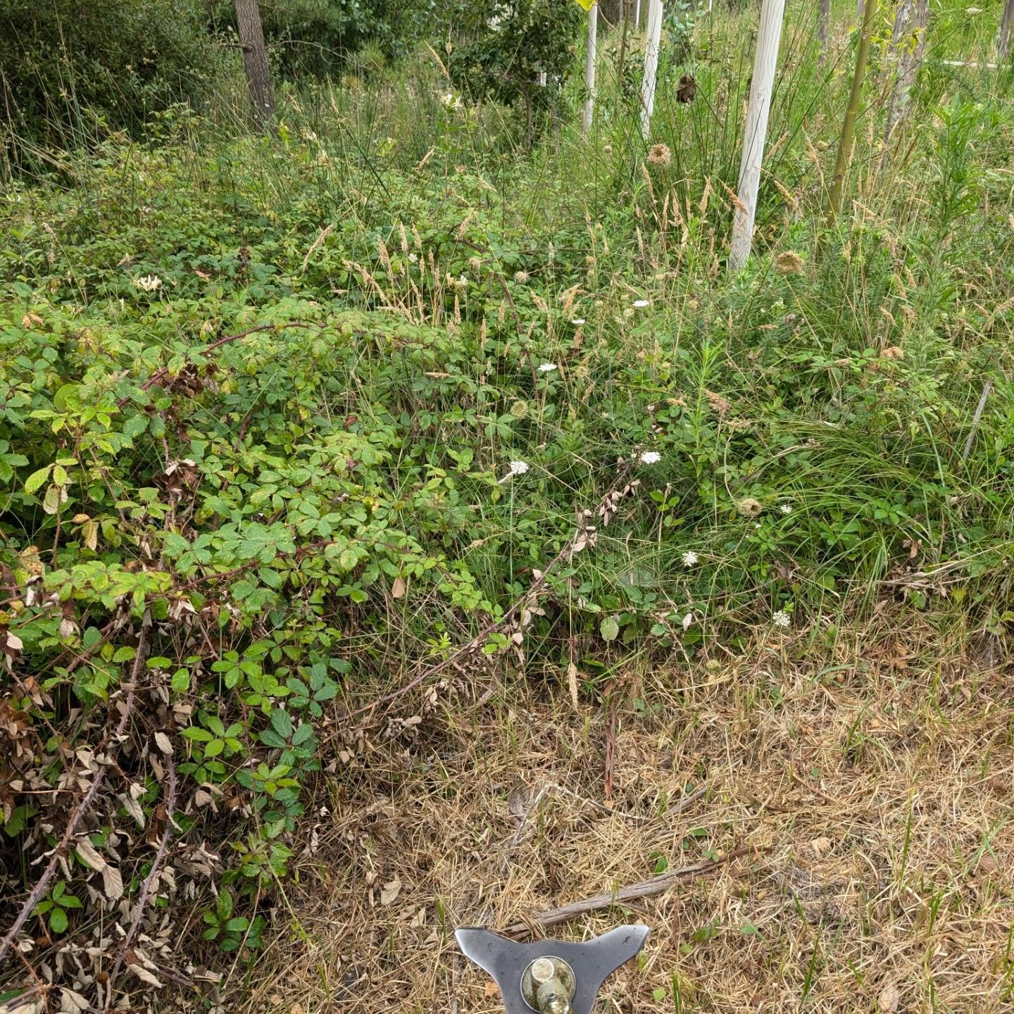 Buffer zone cleaning: finished the east side and continuing along the south.
