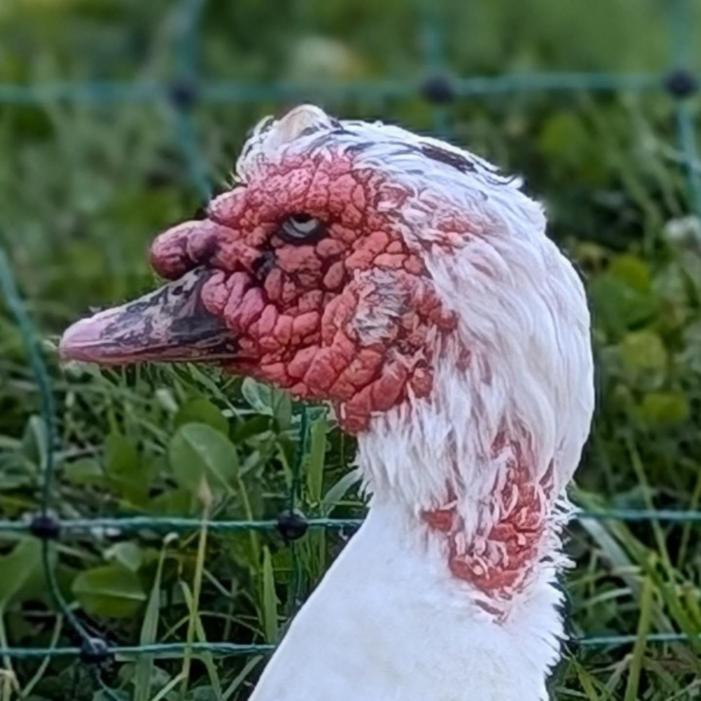 I’m not cranky, you’re cranky.