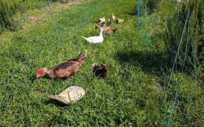 Fresh grass for the adult birds. The geese also joined the duck flock now, let’s see how it goes.