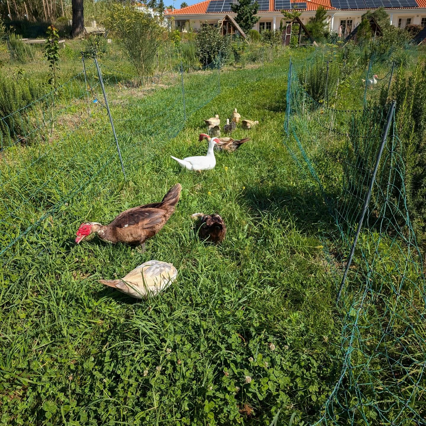 Fresh grass for the adult birds. The geese also joined the duck flock now, let’s see how it goes.