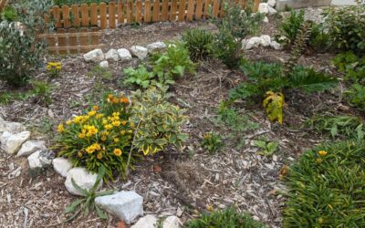 Guest garden irrigation is (finally!) done.