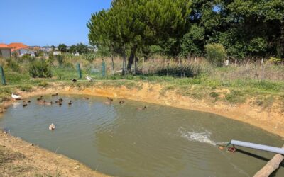 Plumbing for interconnecting the 3 ponds.