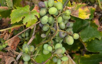 We lost all the grapes in the small vineyard that came with our plot. There has been so much rain they didn’t take it, and succumbed to funguses. This is a reinforcement that we want to continue betting on a diverse food forest. Where we have grapes together with other plants across the land, they are doing much better.