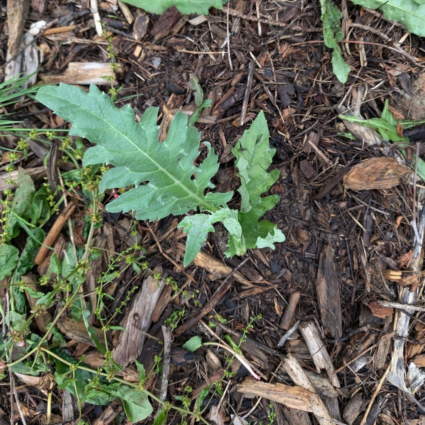 Stocking up on food with tiger nuts and more asparagus and artichokes.