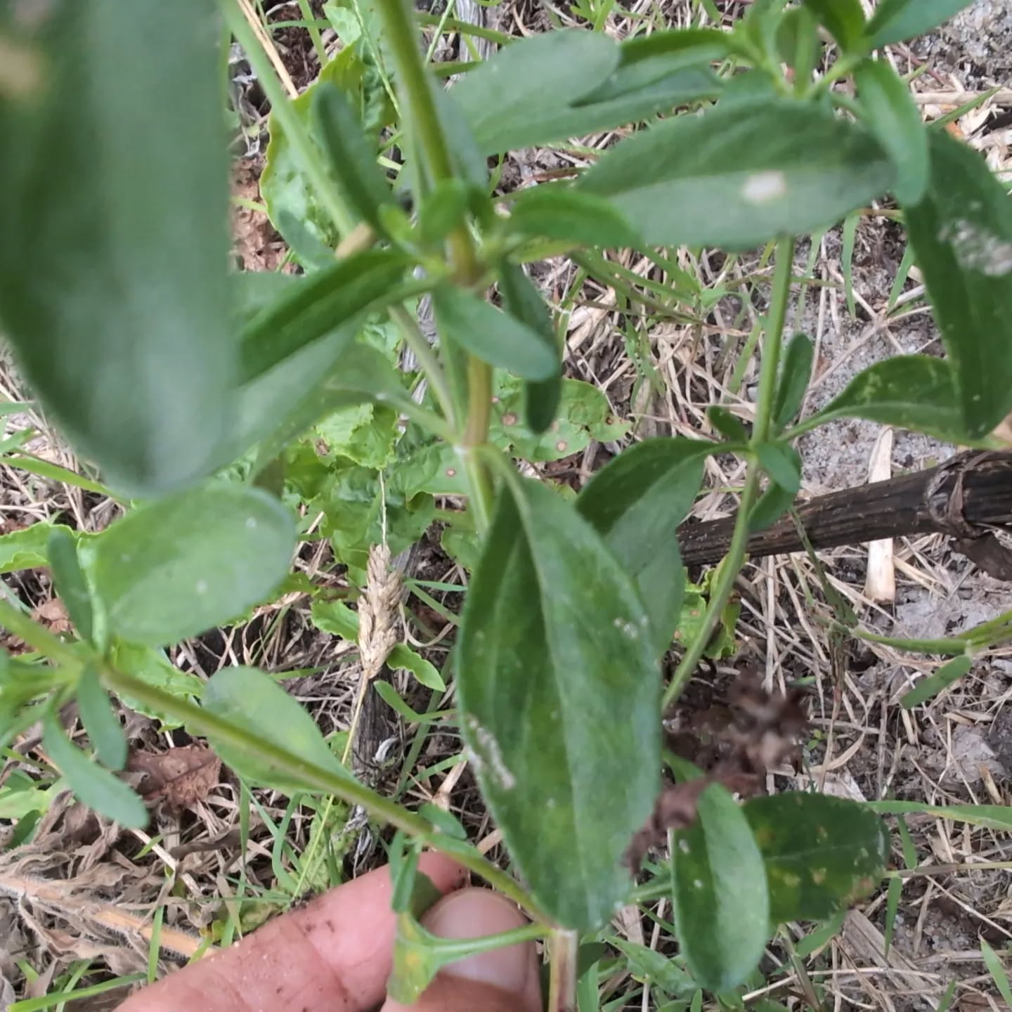 Stocking up our pharmacy with more yarrow, echinacea, hyssop and sage.