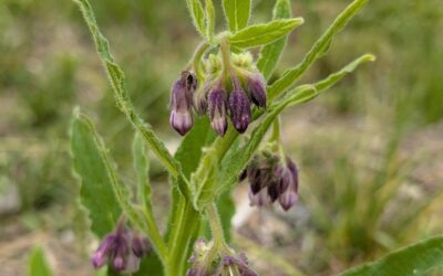 The first comfrey plant to flower, unexpectedly early. It’s not even amongst the larger one.
