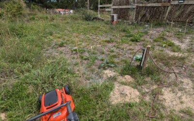 Mowing and weeding the comfrey patch.