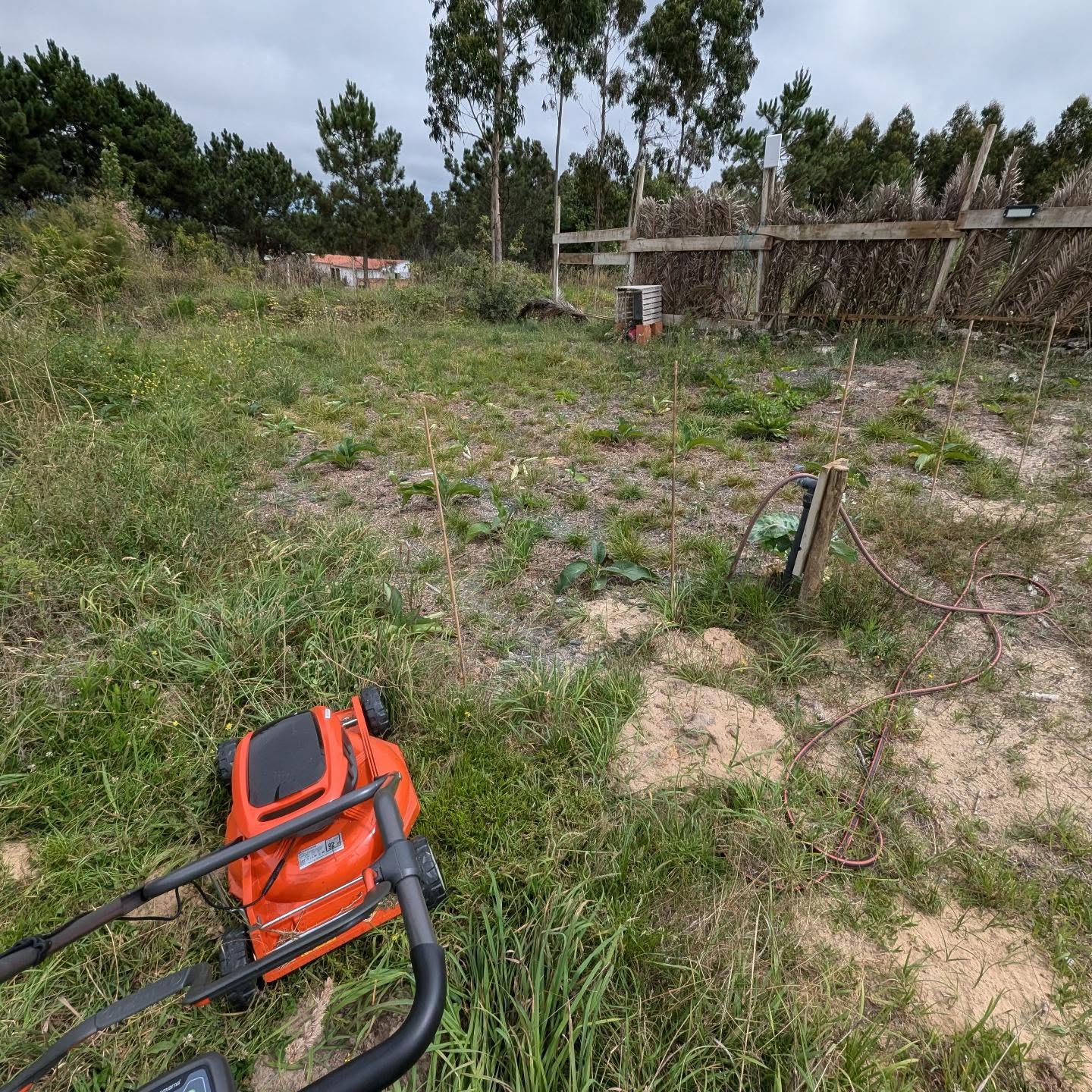 Mowing and weeding the comfrey patch.