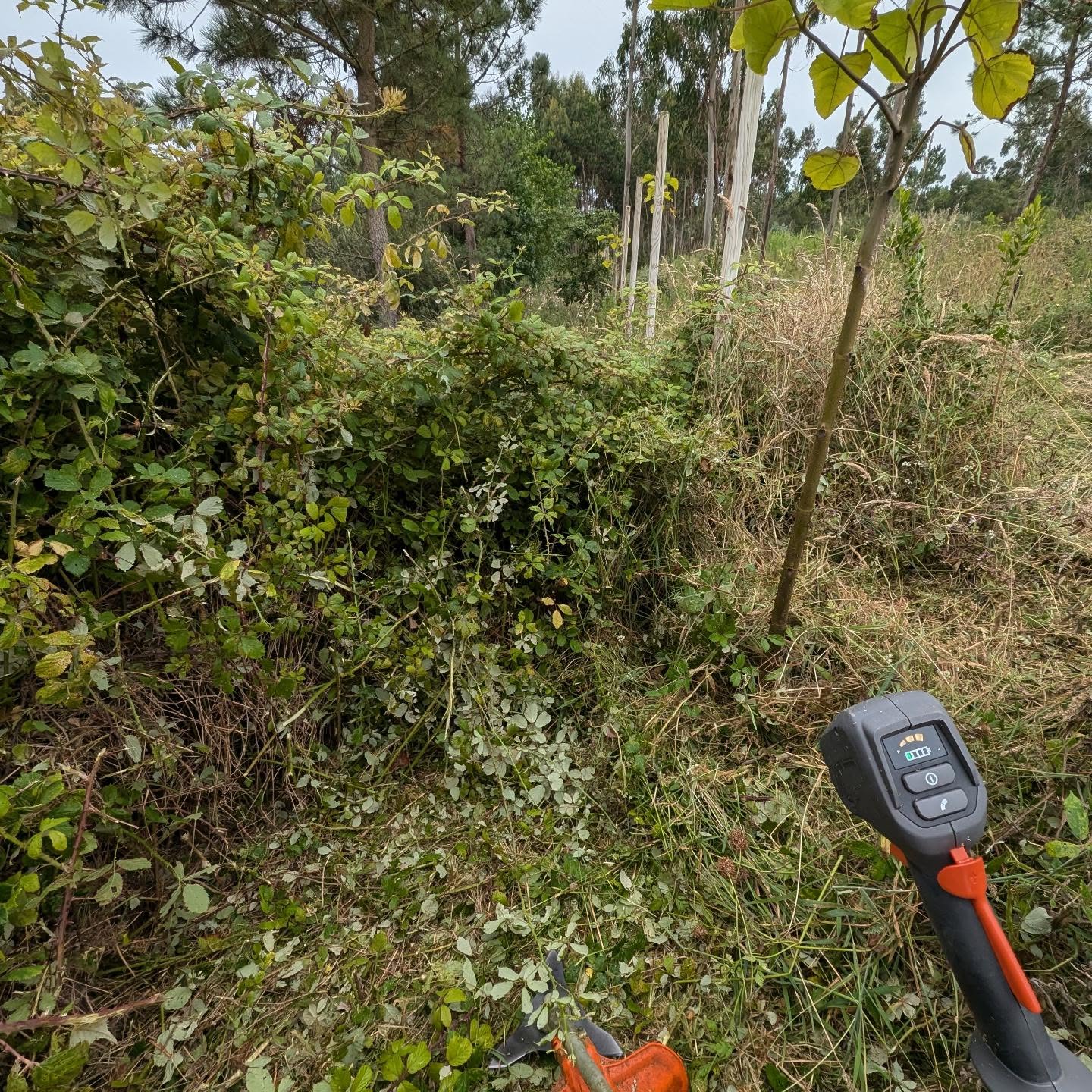 Continued cleanup along the east fence.