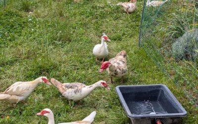 Ducks examine the float valve addition to their watering tray. It keeps it refilled with less work on our side.