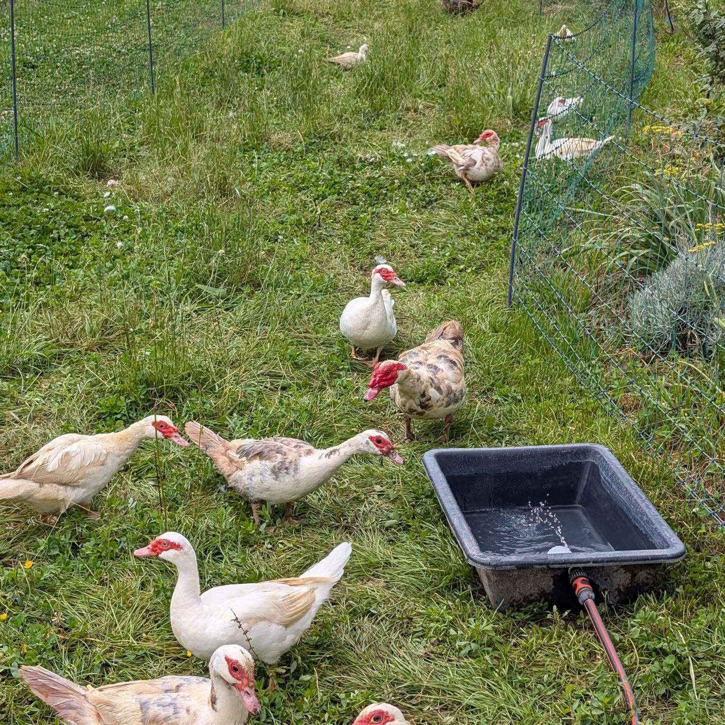 Ducks examine the float valve addition to their watering tray. It keeps it refilled with less work on our side.