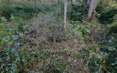 Continued cleaning outside the east fence. It’s a jungle out there!