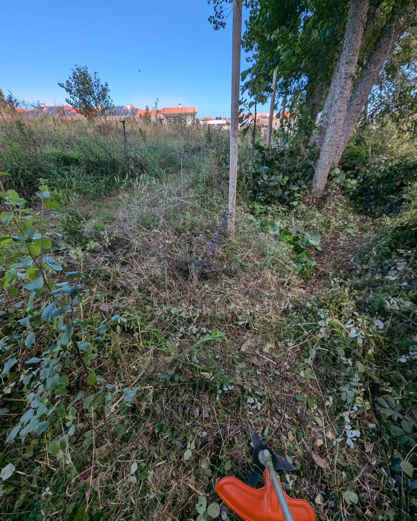 Continued cleaning outside the east fence. It’s a jungle out there!