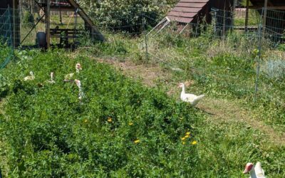 Fresh pasture for the ducks and geese, and mowing the strips they left behind.