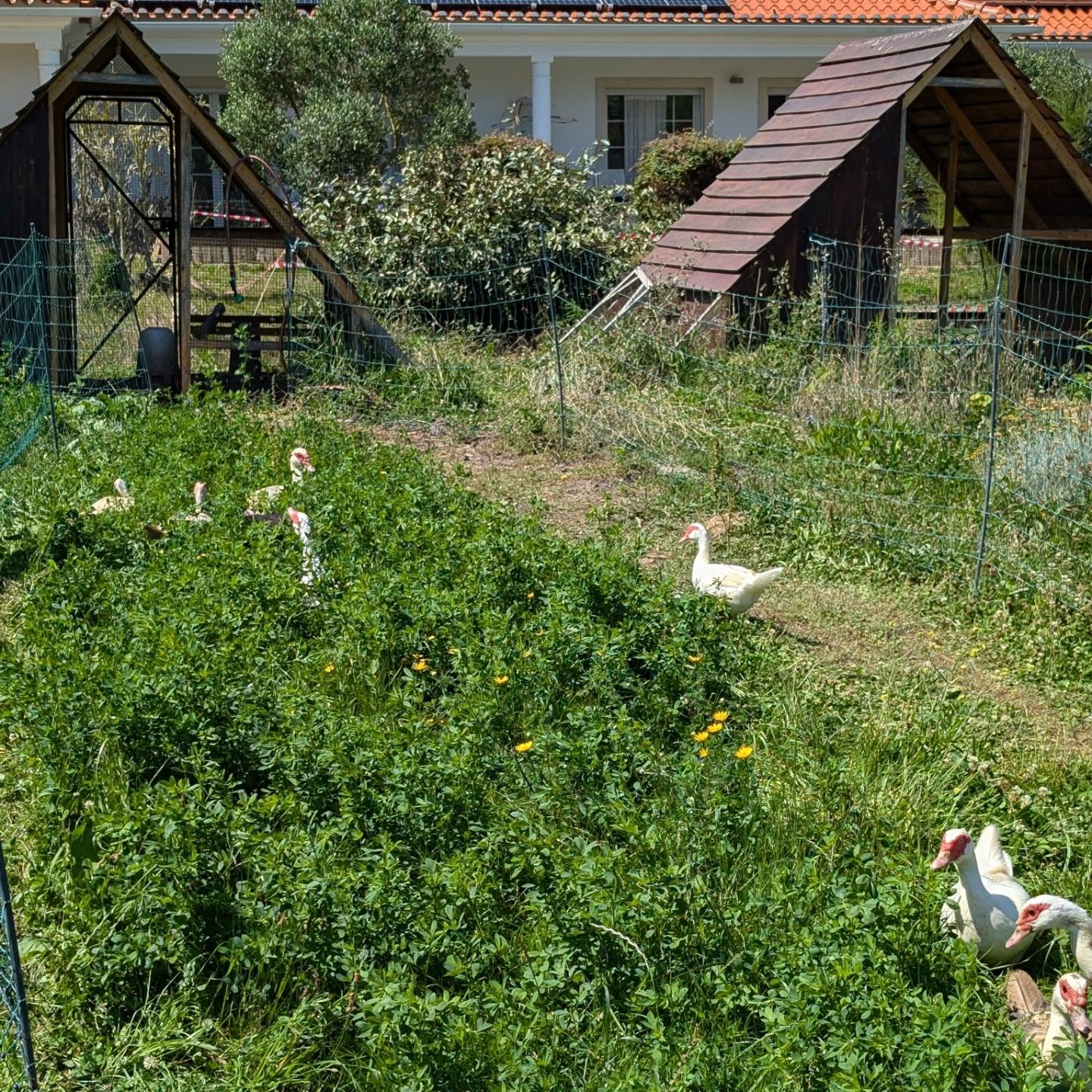Fresh pasture for the ducks and geese, and mowing the strips they left behind.