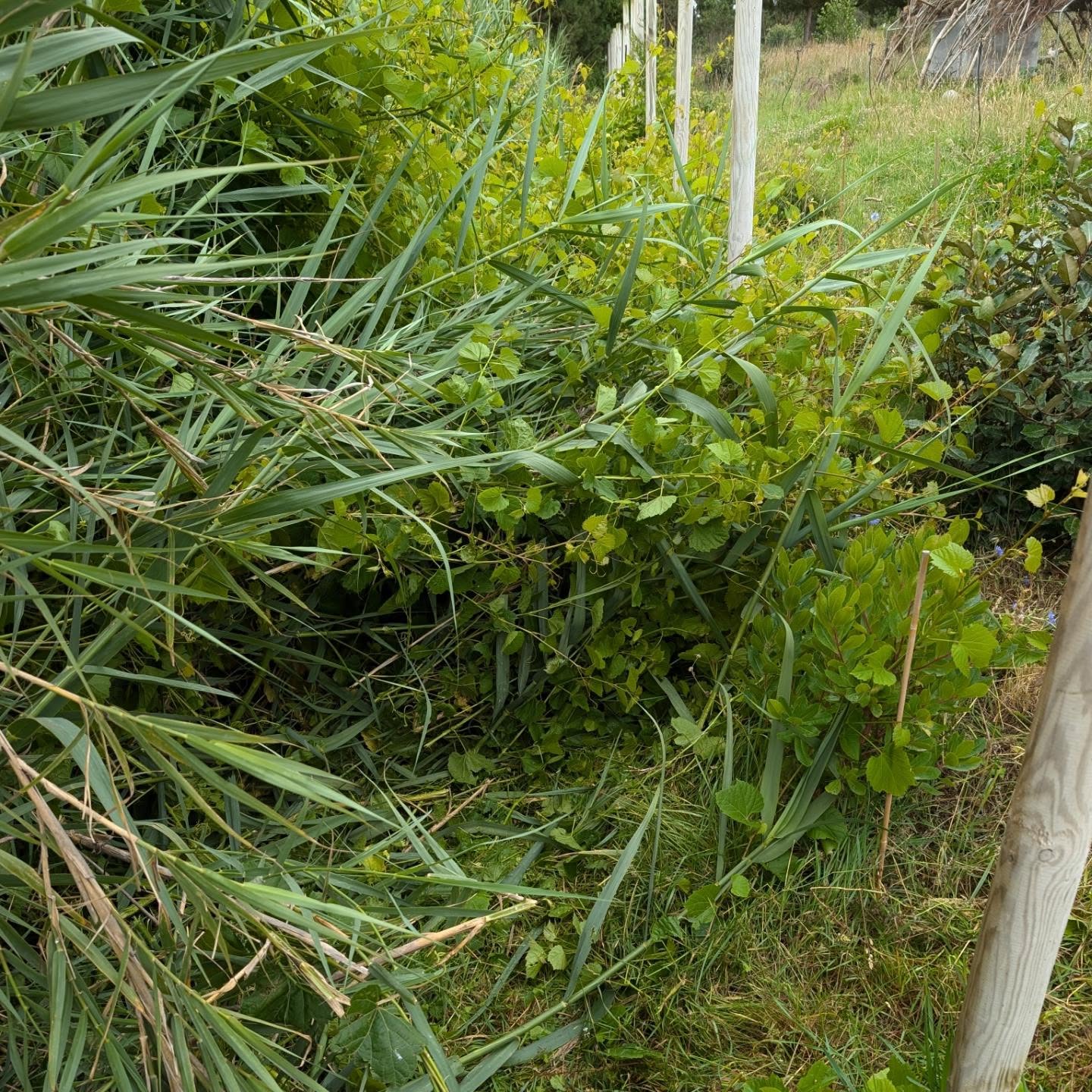 Cleaning outside the east fence with a new brush cutter.