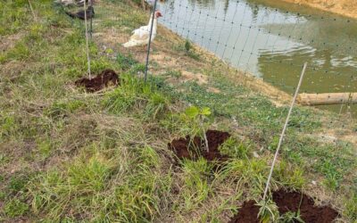 Mulching trees around the duck pond with coffee grounds.
