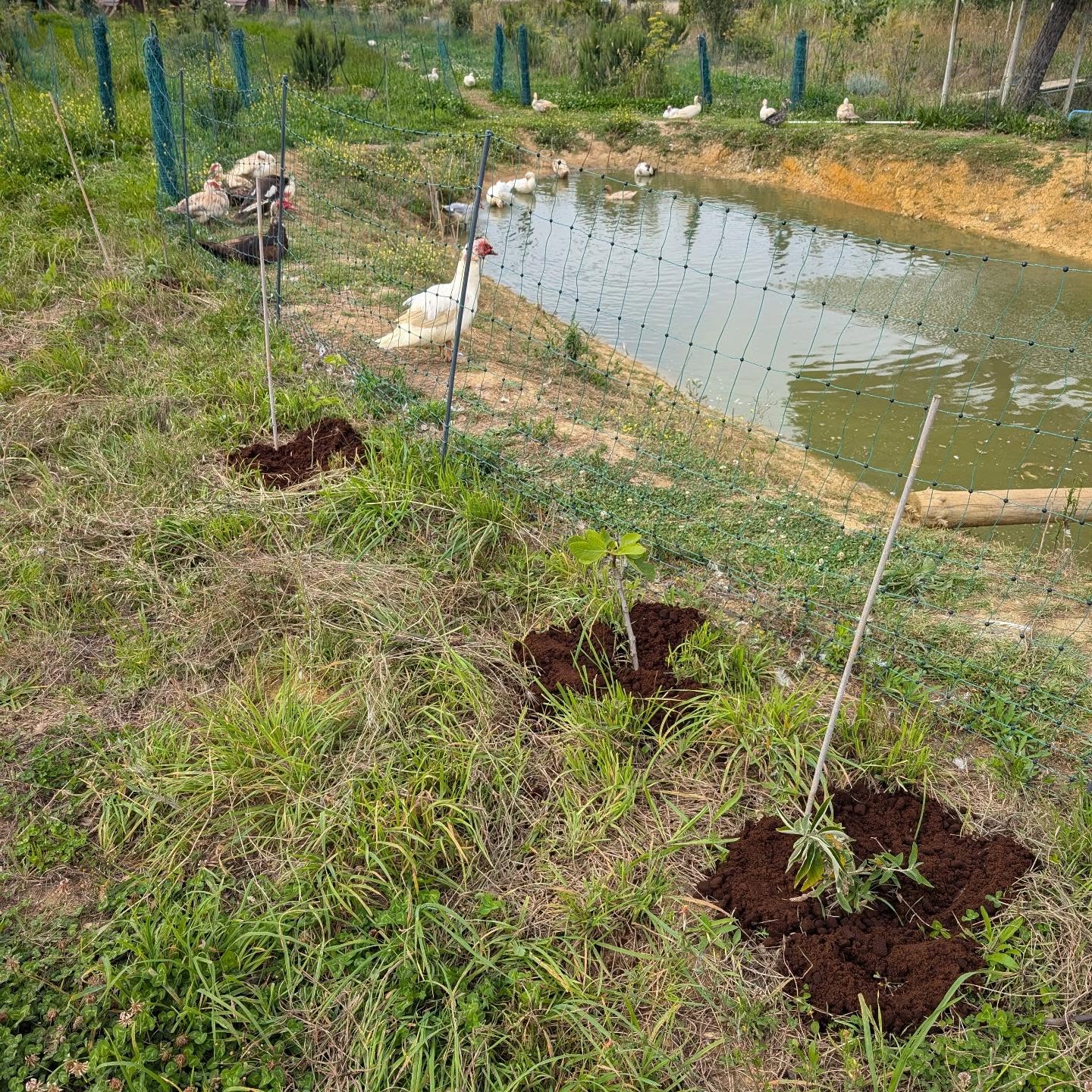 Mulching trees around the duck pond with coffee grounds.