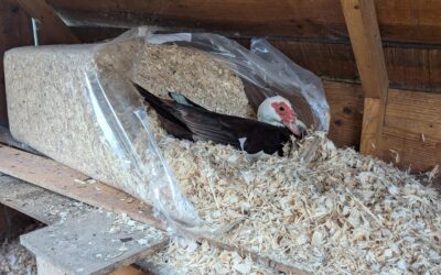 This lady picked an unusual yet excellent place to go broody.