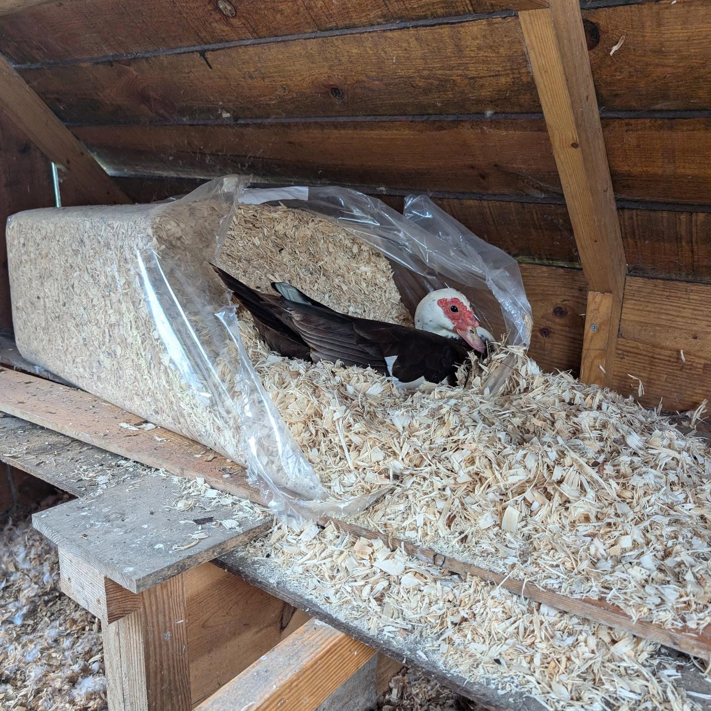 This lady picked an unusual yet excellent place to go broody.