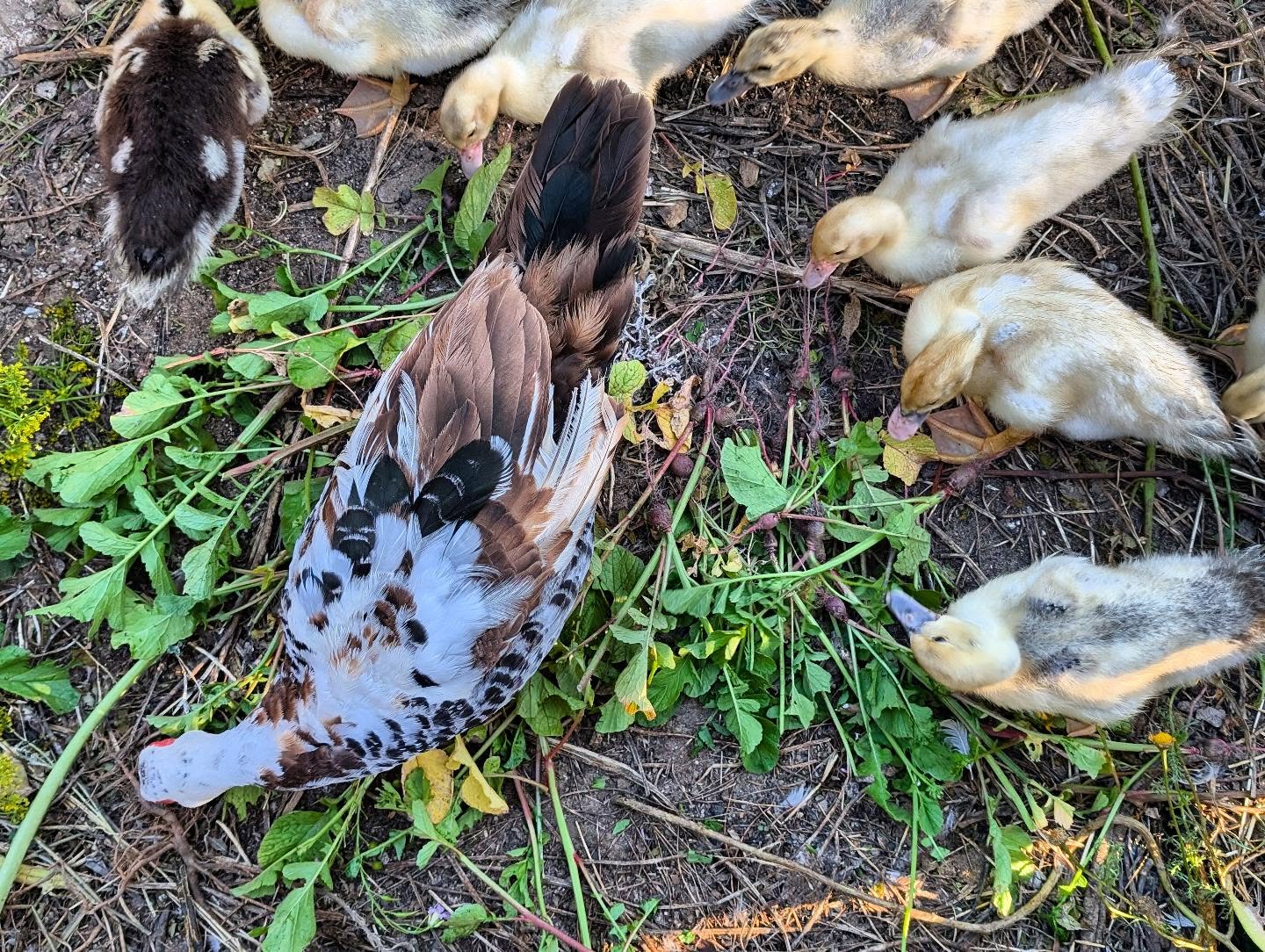 Pro gardener tip: harvest what you sow.