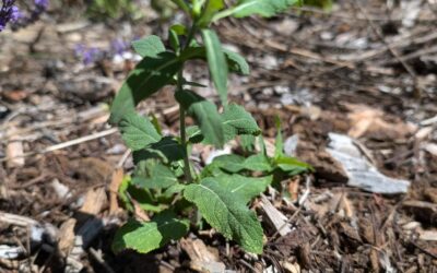 Transplanted wild sage next to some lavender.