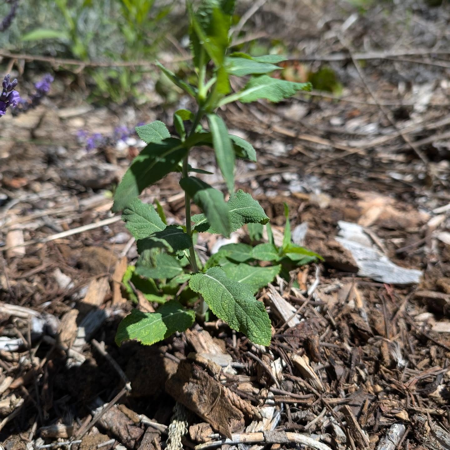 Transplanted wild sage next to some lavender.