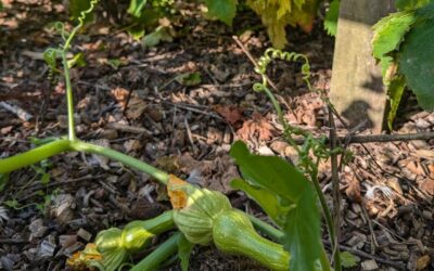 The vines needed a haircut, to get some more sun on the grapes and extra airflow. The squash underneath are growing beautifully. The ducks were delighted to get the prunings. Everybody wis.