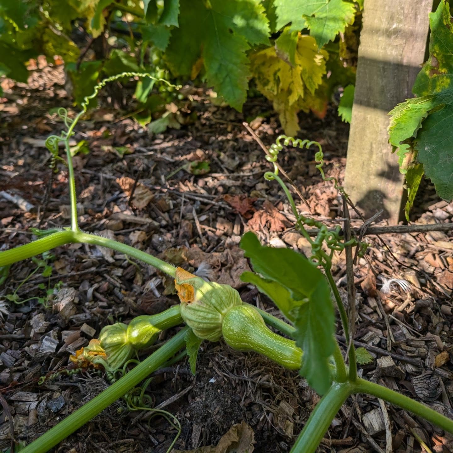 The vines needed a haircut, to get some more sun on the grapes and extra airflow. The squash underneath are growing beautifully. The ducks were delighted to get the prunings. Everybody wis.