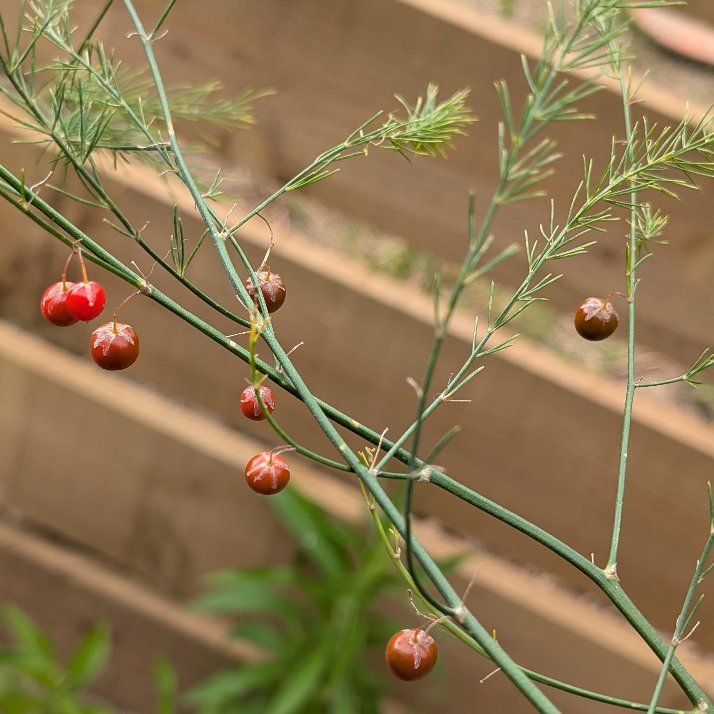 Asparagus fruiting. Doesn’t it look like a Christmas tree?
