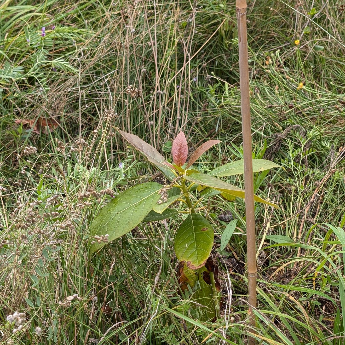 Transplanted an avocado tree. Let’s see if it will like it here. It was grown from seed so it’s unlikely to fruit but that’s okay.