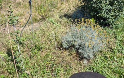 Cleaning tree lines in zone 2. There’s too many plants to be able to go with the brush cutter, so using this hand scythe instead. It works well if kept sharp (and away from your hands 😅)