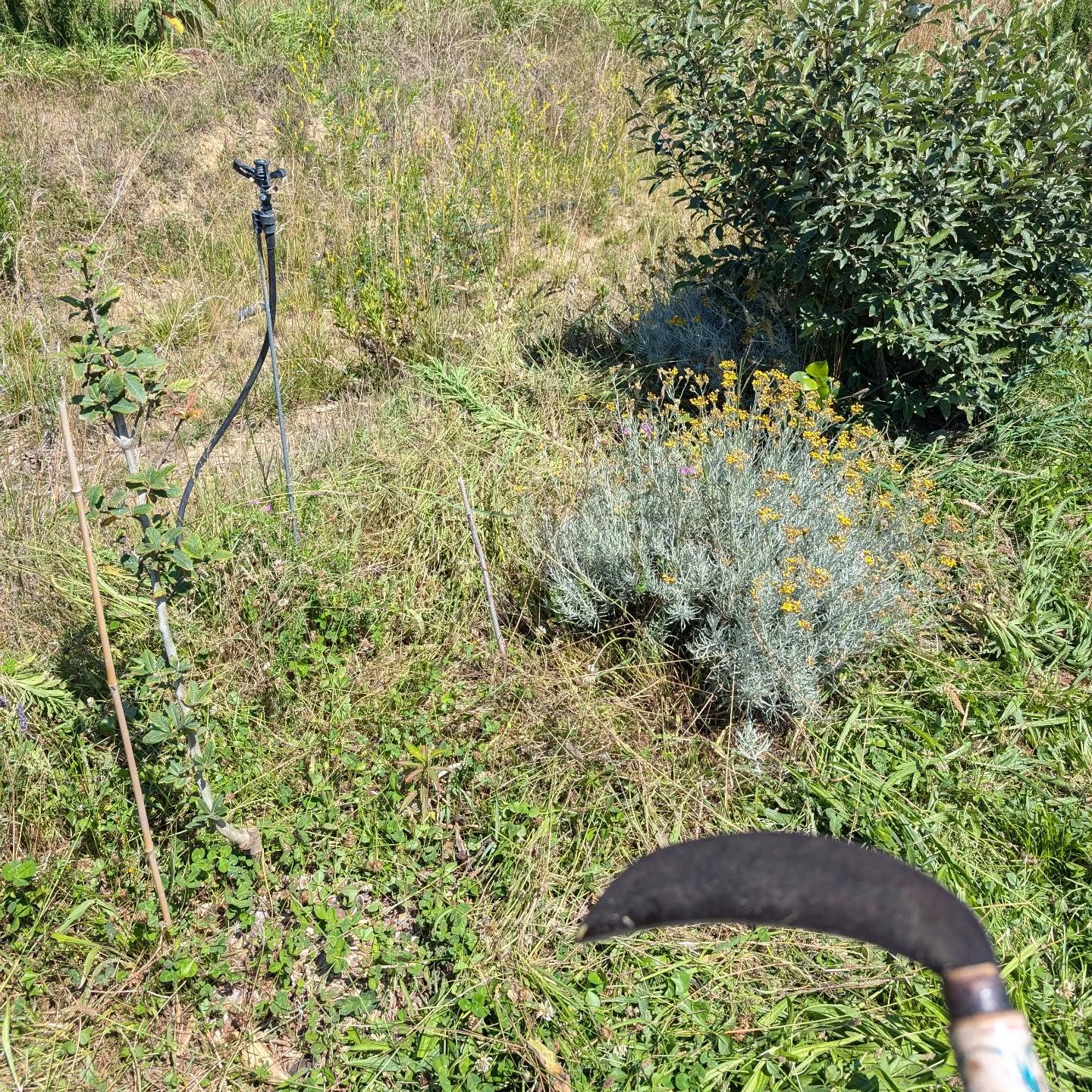 Cleaning tree lines in zone 2. There’s too many plants to be able to go with the brush cutter, so using this hand scythe instead. It works well if kept sharp (and away from your hands 😅)