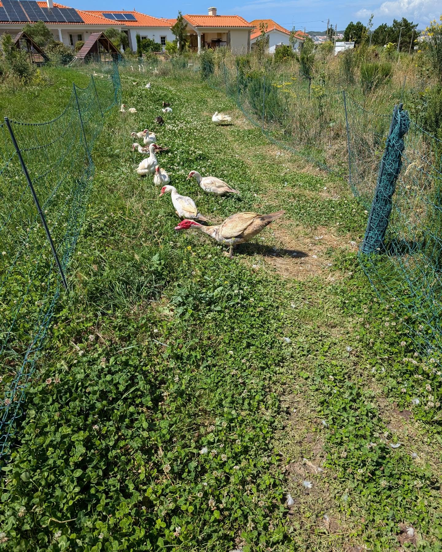 Moving the ducks to fresh pasture.