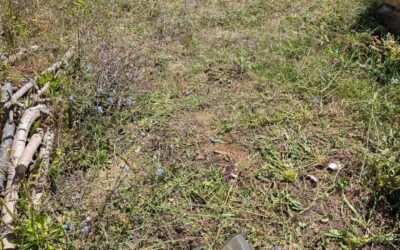 Mowing the playground and (part of) the access circuits.