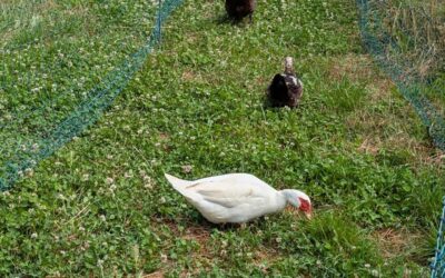 Fresh pasture strips for the ducks and geese.