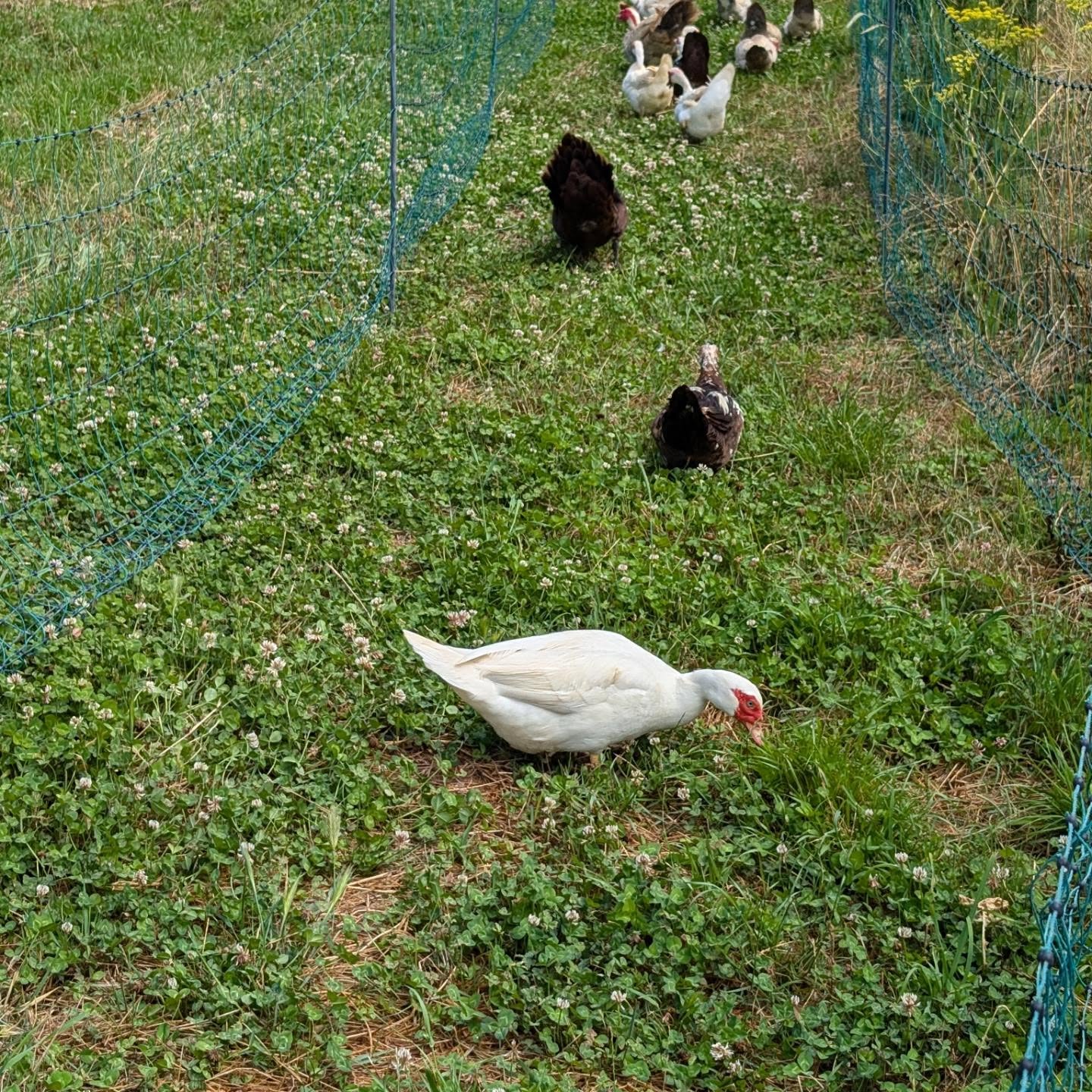 Fresh pasture strips for the ducks and geese.