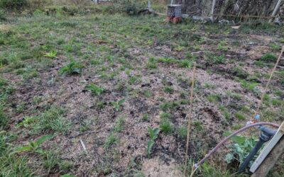 Weeding the comfrey patch. There are now 76 plants growing (out of 100 root cuttings planted).