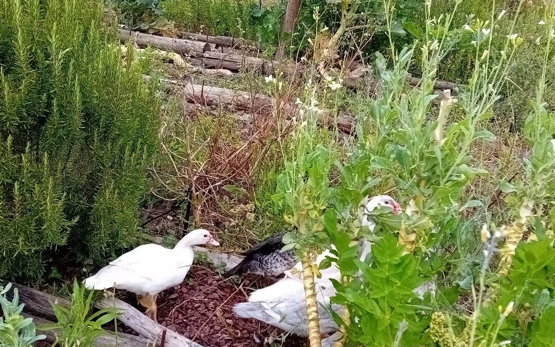This part of the veggie garden was completely neglected. It needs weeding,  debugging,  fertilising…we could all that by hand OR we could let the ducks do it and have a feast. They were asking for fresh forage. So we fenced the area and let them have a go.