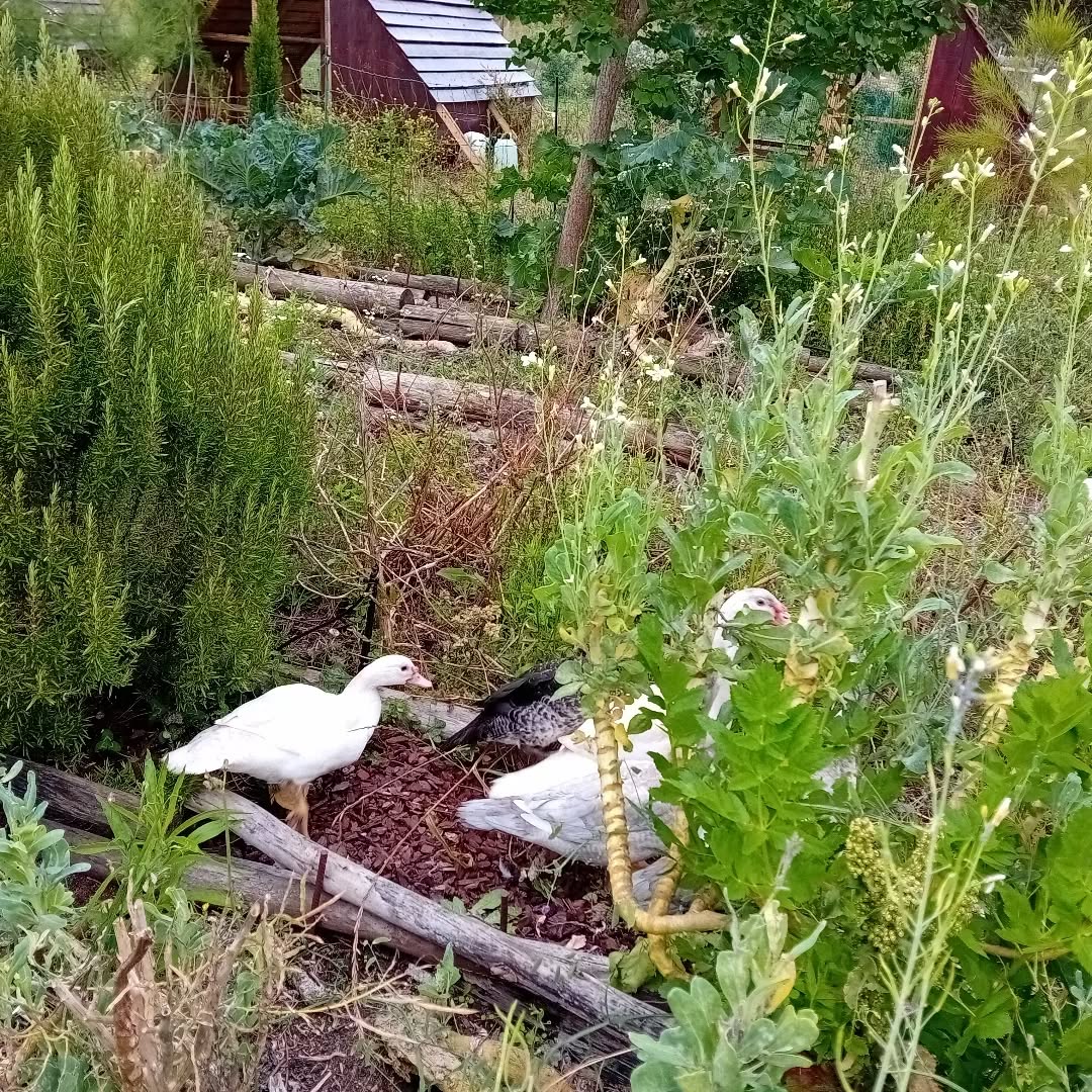 This part of the veggie garden was completely neglected. It needs weeding,  debugging,  fertilising…we could all that by hand OR we could let the ducks do it and have a feast. They were asking for fresh forage. So we fenced the area and let them have a go.