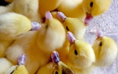 A new clutch of ducklings just hatched. The whole family is happy and well.