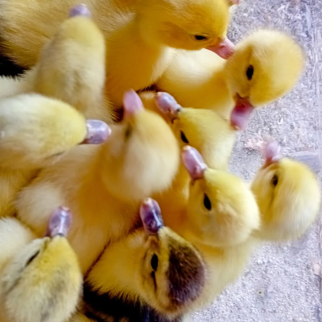 A new clutch of ducklings just hatched. The whole family is happy and well.