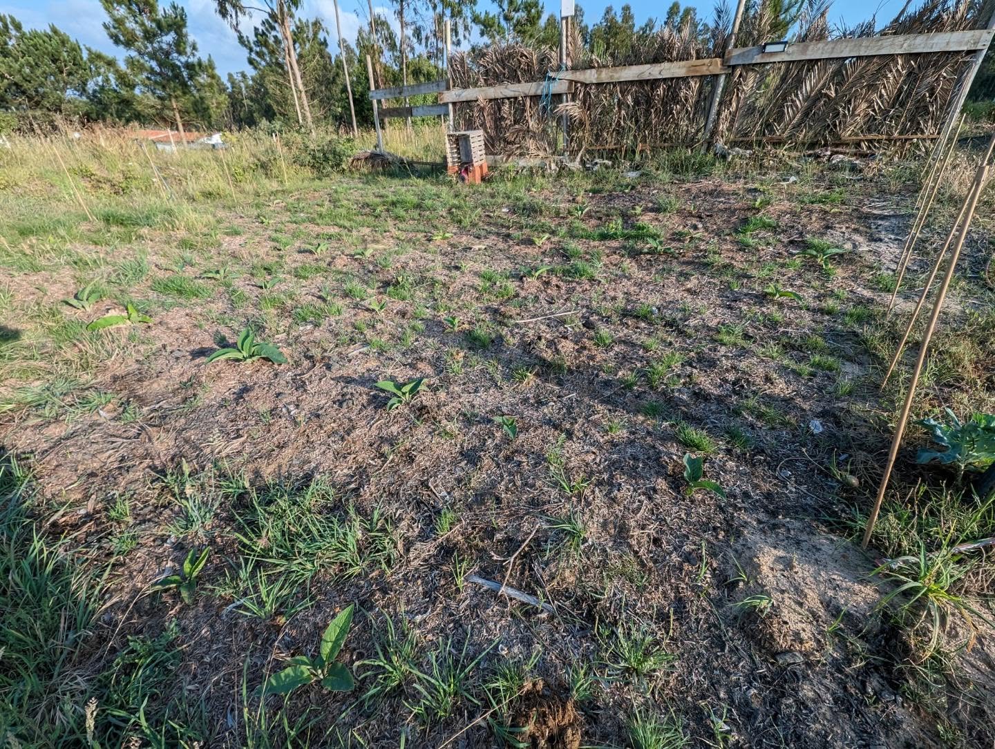 Weeding the comfrey patch.