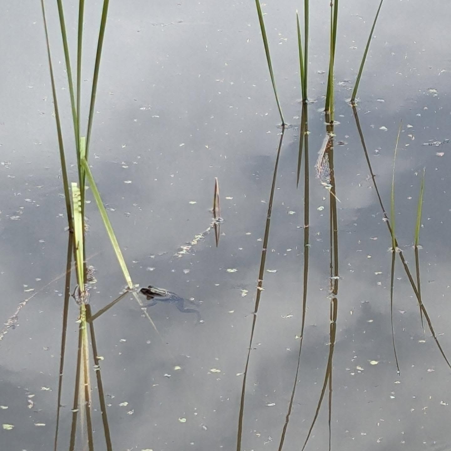 Two frogs hanging out in the south pond.