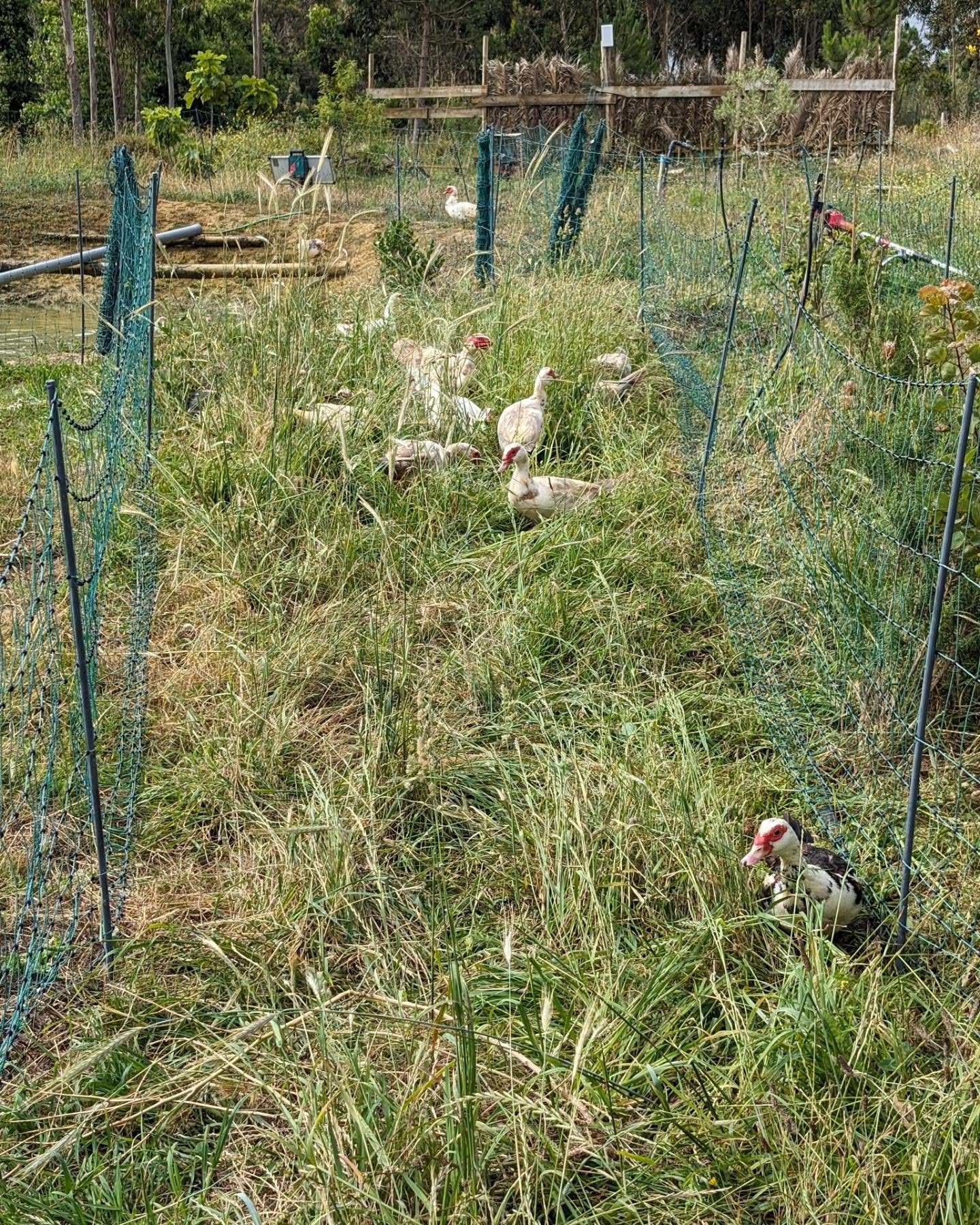 Ducks and geese enjoying fresh pasture.