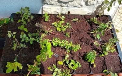 Propagating oregano 🤞Better late than never.
