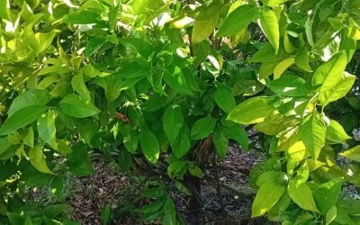 Pruning orange trees and grapes vines.