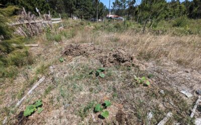 Moving biomass around to mulch the courgette patch and bare soil areas of the west swale berm.